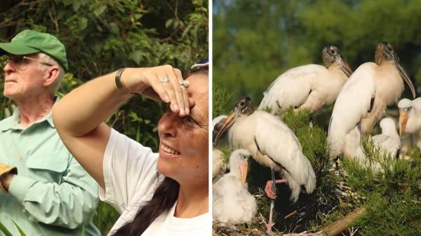 Compraron un pantano de 18 hectáreas para evitar un desarrollo inmobiliario y 19 años después es un refugio de vida silvestre con 275 cigüeñas y otras especies - Cómo la pareja protegió el terreno de manera legal para que nadie pueda cambiar su futuro