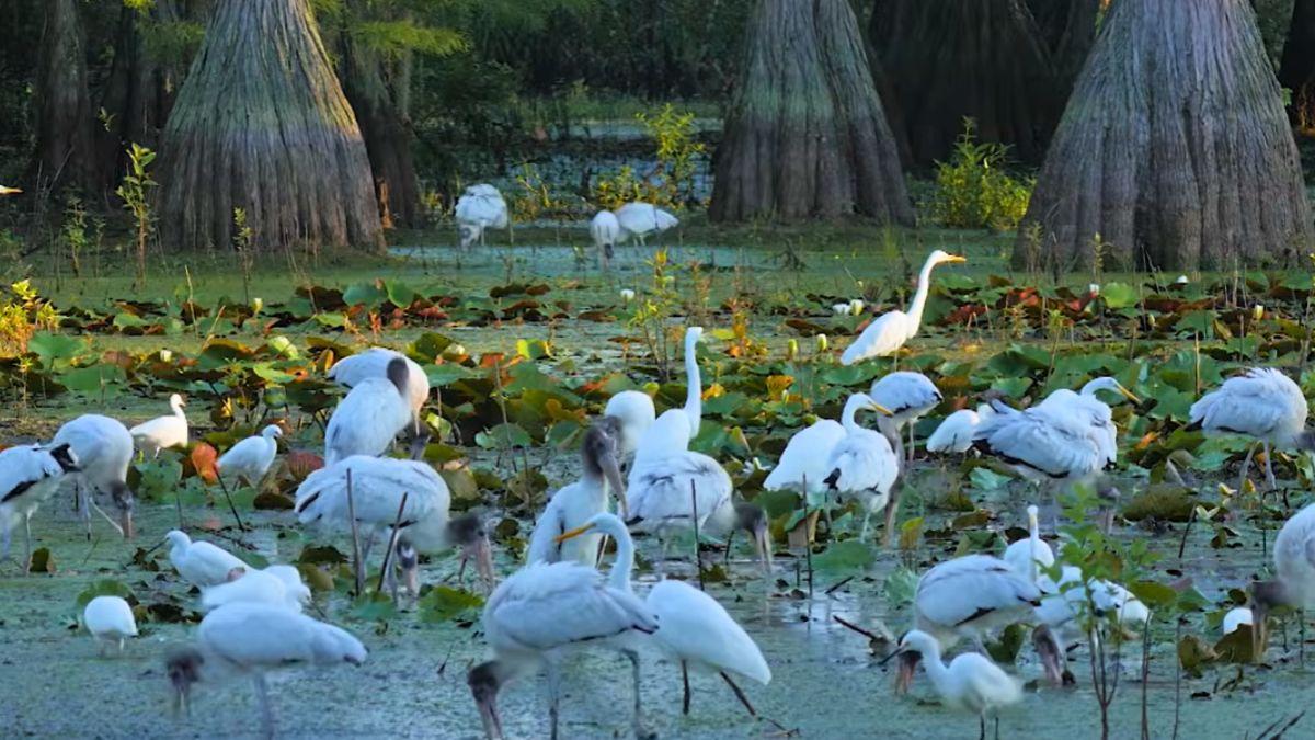 Compraron un pantano de 18 hectáreas para evitar un desarrollo inmobiliario y 19 años después es un refugio de vida silvestre con 275 cigüeñas y otras especies