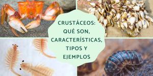 Crustáceos: qué son, características, tipos y ejemplos