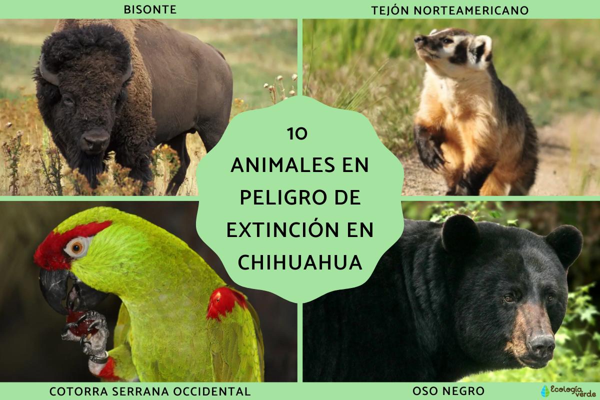 Animales en peligro de extinción en Chihuahua