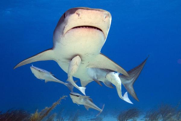 Elasmobranquios: qué son, características y tipos - ¿Cómo se reproducen los elasmobranquios?