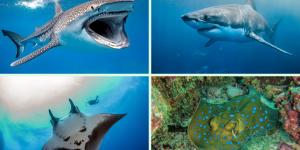 Elasmobranquios: qué son, características y tipos