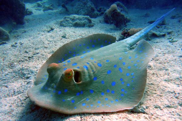 Elasmobranquios: qué son, características y tipos - ¿Qué comen los elasmobranquios?