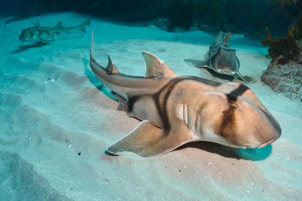 Elasmobranquios: qué son, características y tipos - ¿Qué son los elasmobranquios?