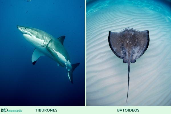 Elasmobranquios: qué son, características y tipos - ¿Qué tipos de elasmobranquios existen?