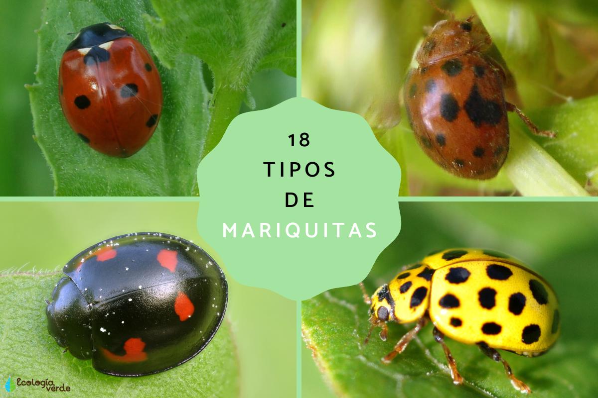 Tipos de mariquitas