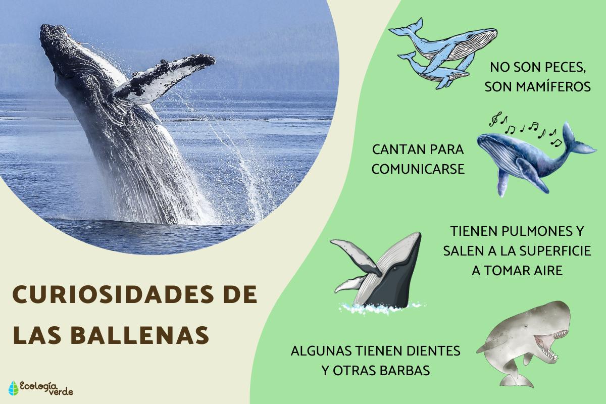 Curiosidades de las ballenas