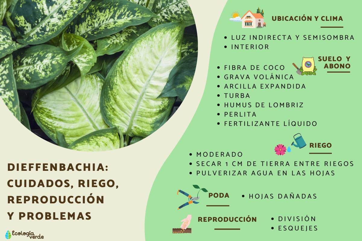 Dieffenbachia: cuidados, riego, reproducción y problemas