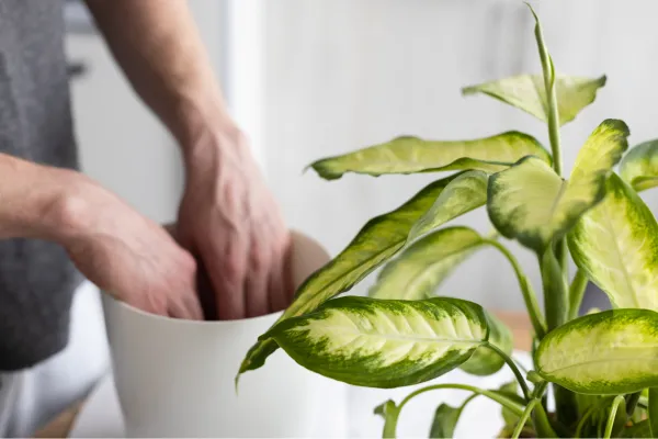 Dieffenbachia: cuidados, riego, reproduccin y problemas - Gua prctica