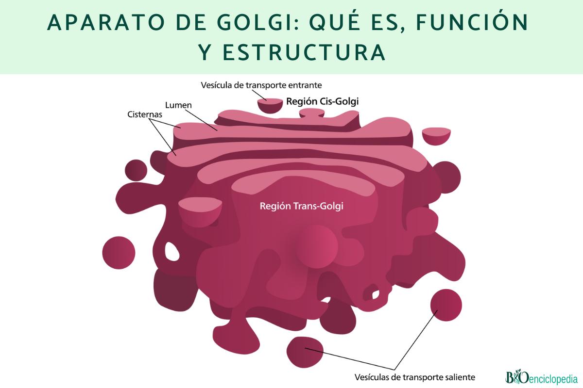 Aparato de Golgi: qué es, función y estructura