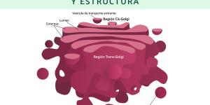 Aparato de Golgi: qué es, función y estructura