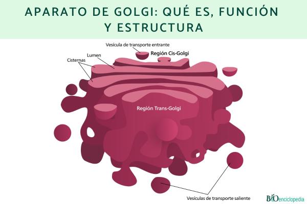 Aparato de Golgi: qué es, función y estructura