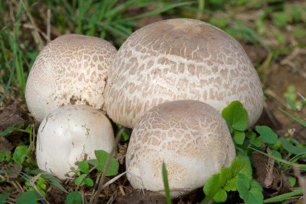 Los hongos comestibles en México - Champiñón (Agaricus bisporus)