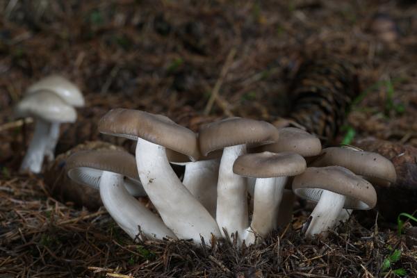 Los hongos comestibles en México - Clavito (Lyophyllum decastes)