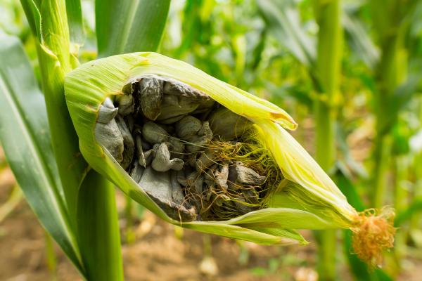 Los hongos comestibles en México - Cuitlacoche (Ustilago maydis)