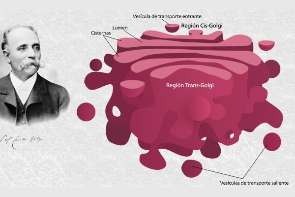 Aparato de Golgi: qué es, función y estructura - Estructura del aparato de Golgi