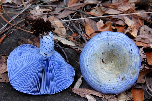 Los hongos comestibles en México - Hongo azul (Lactarius indigo)