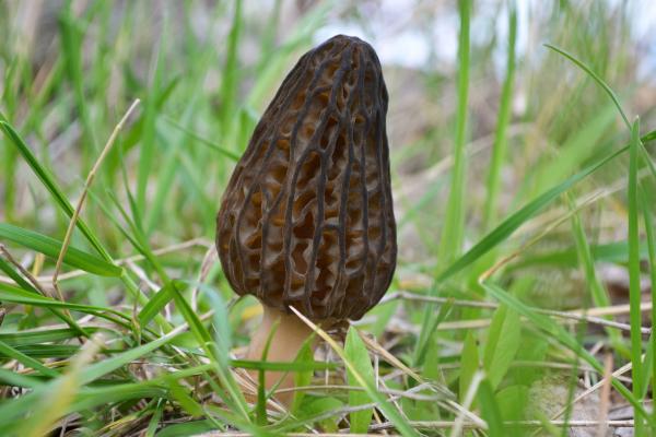 Los hongos comestibles en México - Hongo colmenilla (Morchella elata)