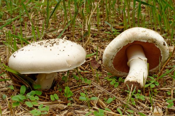 Los hongos comestibles en México - Hongo de San Juan (Agaricus campestris) 