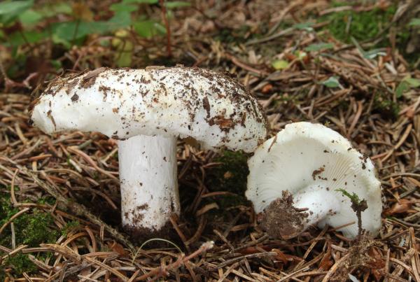 Los hongos comestibles en México - Hongo iztacnanacatl (Russula delica)