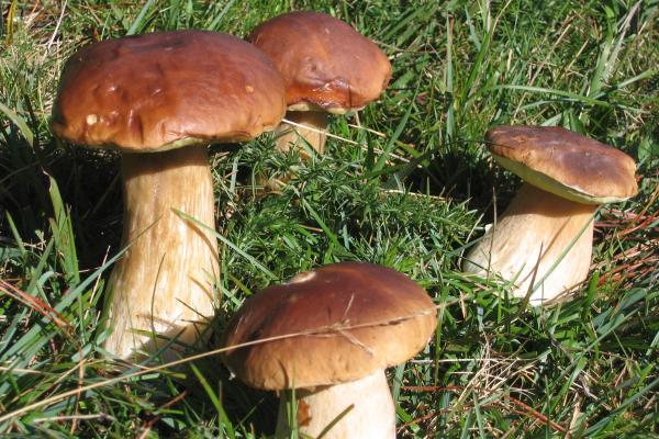 Los hongos comestibles en México - Hongo pananacatl o semitas (Boletus edulis)