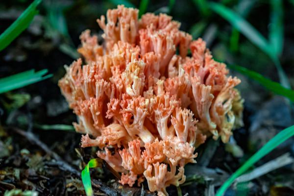 Los hongos comestibles en México - Hongo pata de pájaro (Ramaria botrytis)