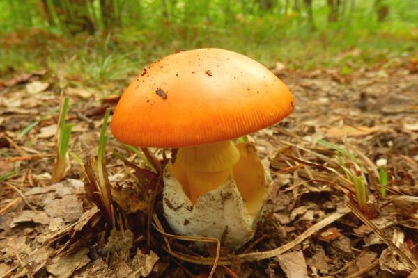 Los hongos comestibles en México - Hongo tecomate (Amanita caesarea)