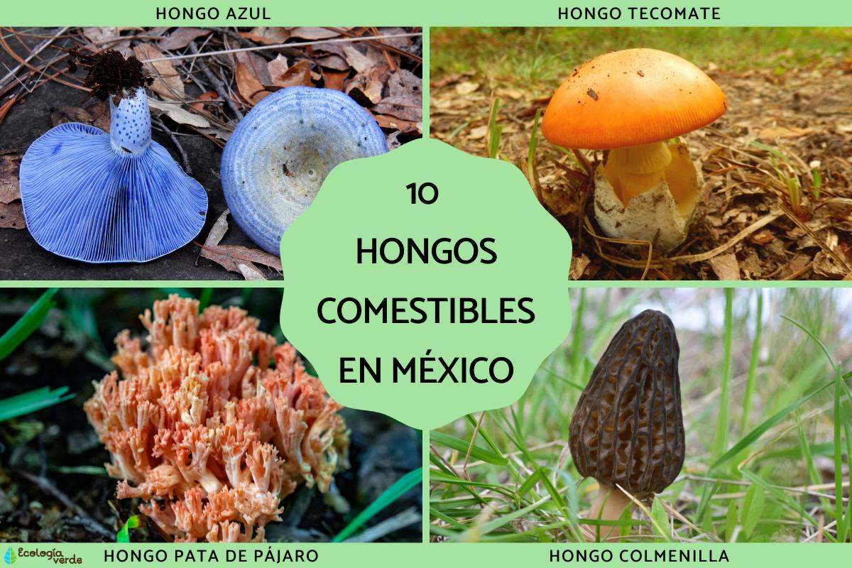 Los hongos comestibles en México
