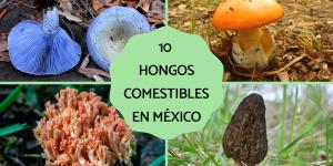 Los hongos comestibles en México