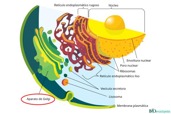 Aparato de Golgi: qué es, función y estructura - Qué es el aparato de Golgi
