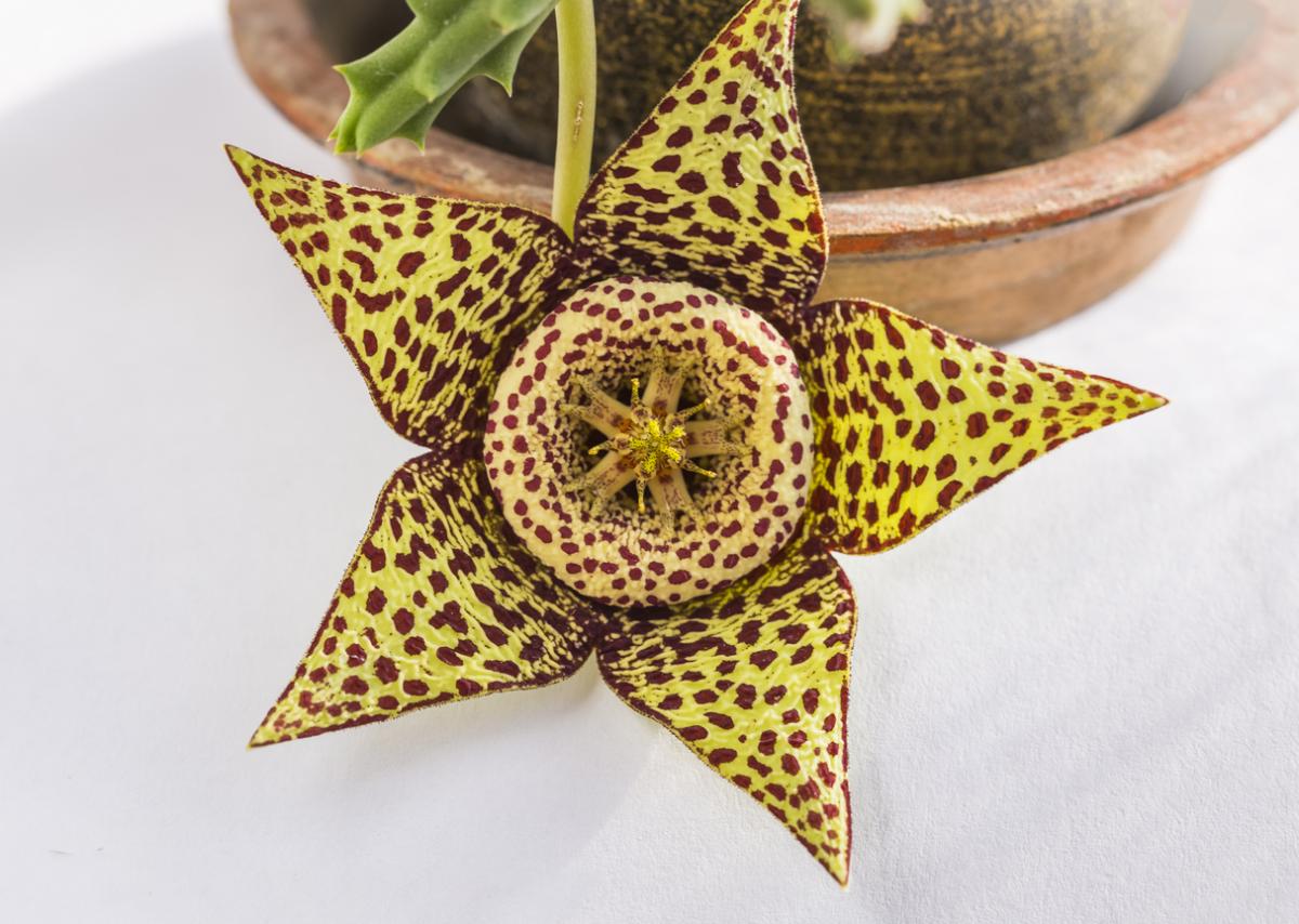 Stapelia: cuidados
