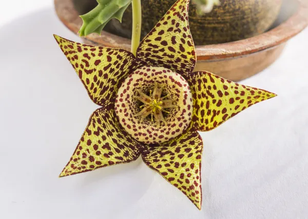 Stapelia Gigantea – 3 Semillas De Suculenta Gigante De Flor Amarilla De Carroña, Planta Exótica Rara Para Coleccionistas