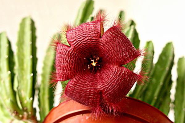 Stapelia: cuidados - ¡Guía fácil!