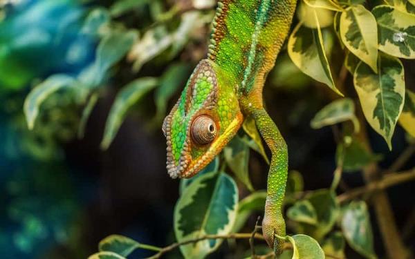 Selva - Fauna de la selva