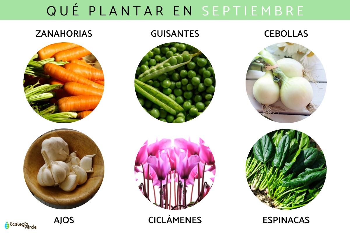 Qué plantar en septiembre
