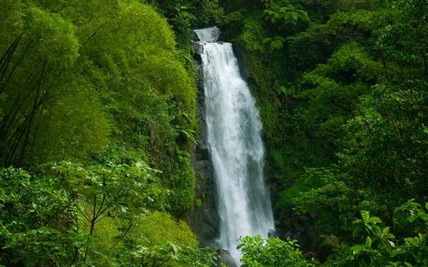 Selva - Qué tipos de selva hay