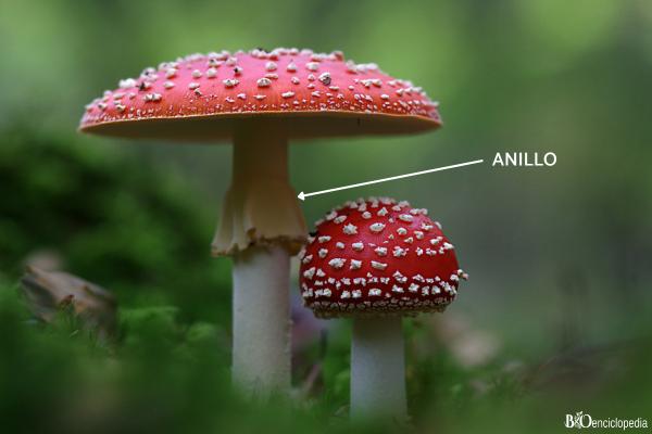 Partes de las setas: cuáles son y sus funciones - Anillo