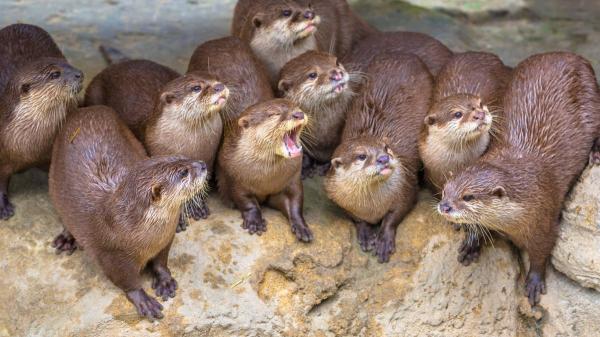Las nutrias no son tan solitarias: un estudio en España revela su comportamiento más social - El lenguaje invisible de las nutrias: cómo saben quién ha pasado por el río en solo horas