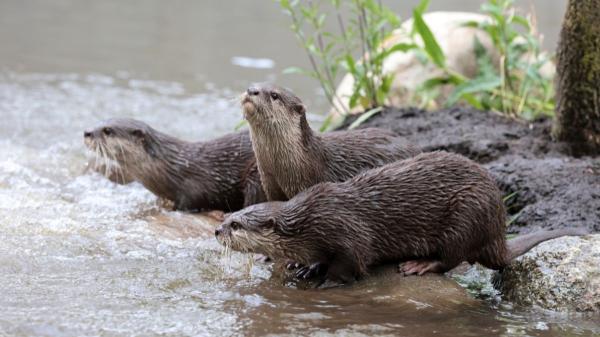 Las nutrias no son tan solitarias: un estudio en España revela su comportamiento más social - España vive el regreso de la nutria: qué significa este hallazgo para su expansión en los ríos