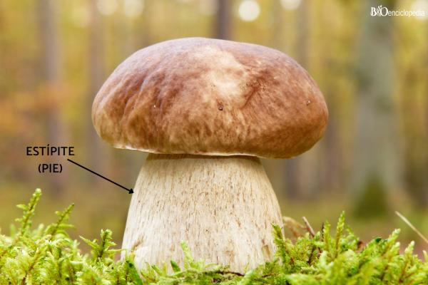 Partes de las setas: cuáles son y sus funciones - Estípite