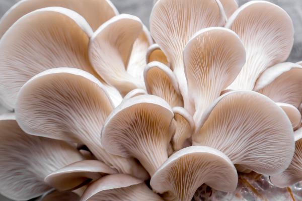 Partes de las setas: cuáles son y sus funciones - Himenio