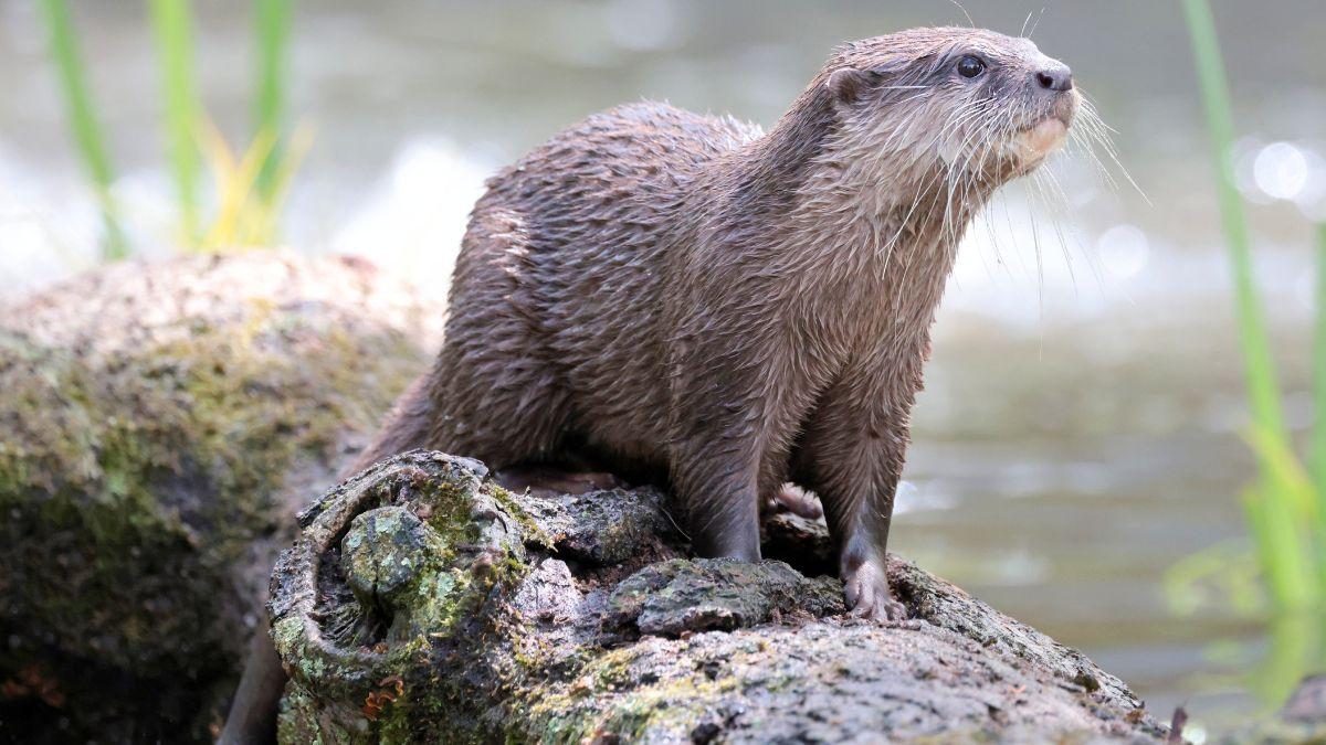 Las nutrias no son tan solitarias: un estudio en España revela su comportamiento más social
