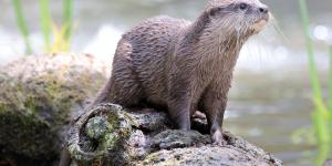 Las nutrias no son tan solitarias: un estudio en España revela su comportamiento más social