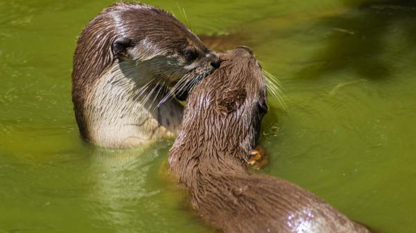 Las nutrias no son tan solitarias: un estudio en España revela su comportamiento más social - Las nutrias solo reaccionan cuando algo es realmente nuevo