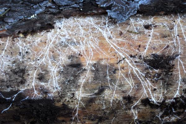 Partes de las setas: cuáles son y sus funciones - Micelio