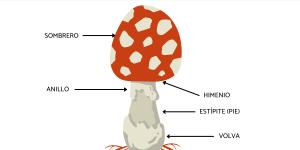 Partes de las setas: cuáles son y sus funciones