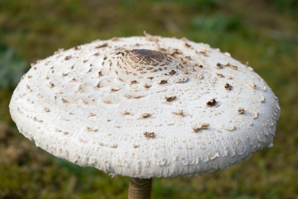 Partes de las setas: cuáles son y sus funciones - Sombrero