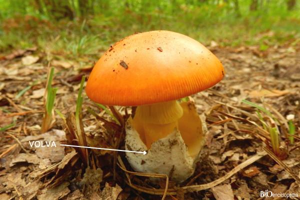 Partes de las setas: cuáles son y sus funciones - Volva