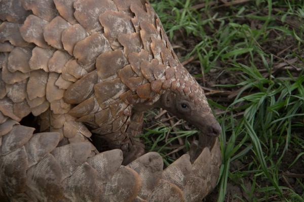 ¿El pangolín está en peligro de extinción? - Amenazas del pangolín
