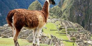 Llama